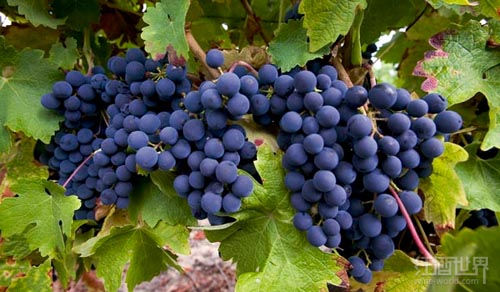 葡萄酒為什么會有這么多種顏色? 葡萄酒為什么會有這么多種顏色?